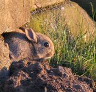 Baby rabbit venturing out early one morning close to Audley Clevedon, taken by Mrs Currie