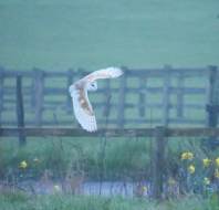 Owl in flight at Audley Clevedon, shared by Fiona Currie